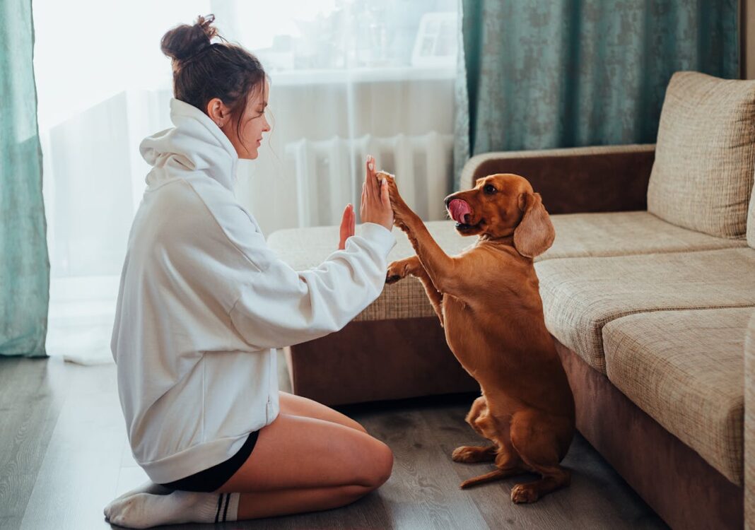 English Labradors